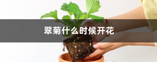 翠菊什么时候开花