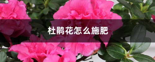 杜鹃花怎么施肥