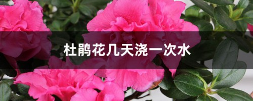 杜鹃花几天浇一次水