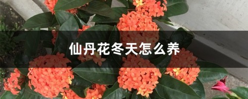 仙丹花冬天怎么养