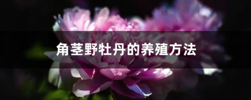 角茎野牡丹的养殖方法