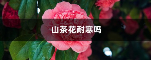 山茶花耐寒吗，山茶花耐旱吗