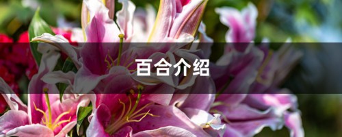 百合介绍，百合好养护吗