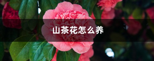 山茶花怎么养，山茶花的花语