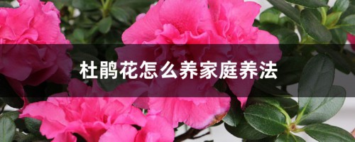 杜鹃花怎么养（家庭养法介绍）