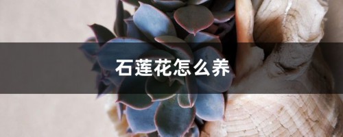 石莲花怎么养