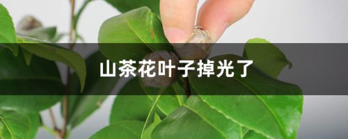 山茶花叶子掉光了怎么办