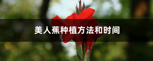 美人蕉种植方法和时间