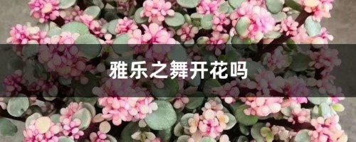 雅乐之舞开花吗，开花之后会死吗