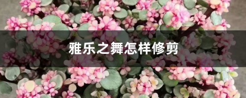 雅乐之舞怎样修剪，如何造型