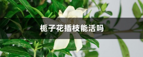 栀子花插枝能活吗