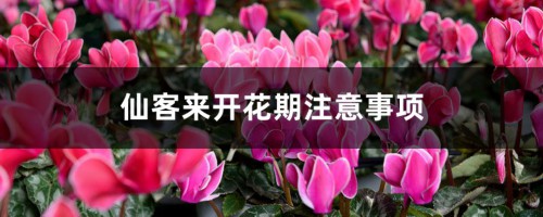 仙客来开花期注意事项，开花的时候叶子黄了怎么办