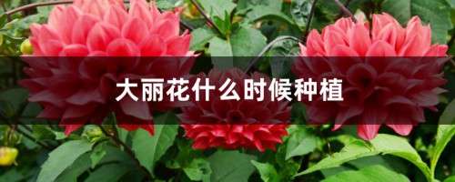 大丽花什么时候种植