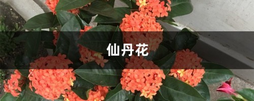 仙丹花在家掉叶子？学了这四招，问题全解决！