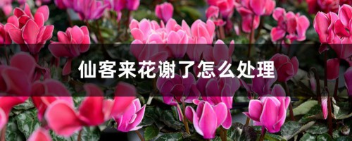 仙客来花谢了怎么处理