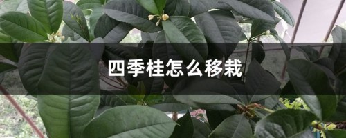 四季桂怎么移栽