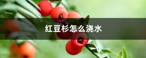 红豆杉怎么浇水