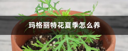 玛格丽特花夏季怎么养