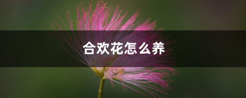 合欢花怎么养